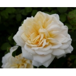 Crocus Rose / Крокус Роуз